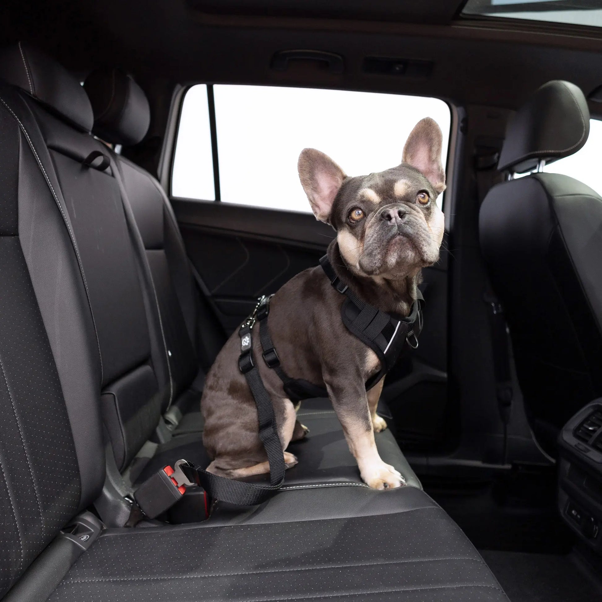 PET SEAT BELT TETHER (BLACK) Fits Standard Automobiles Buckles